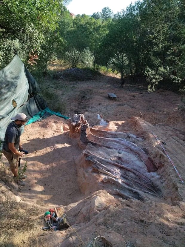 Encuentran en Portugal el que podría ser el dinosaurio más grande de Europa  | La Red noticias
