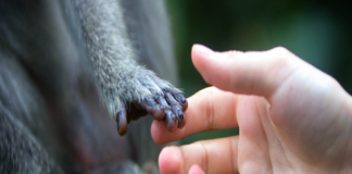 “Viruela del mono no será como covid, pero se va a quedar”