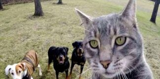 Anuncian campaña de esterilización masiva de perros y gatos