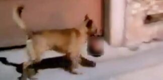¿Por qué un perro hizo famoso a nivel internacional a Zacatecas?