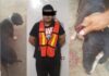 Corta oreja de un perro y lo encarcelan
