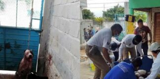 Familia de ratero exige matar a un pitbull que evitó el saqueo a la casa de sus dueños