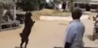 ¿Es el diablo? Captan a cabra caminando en dos patas; aterrador video es viral