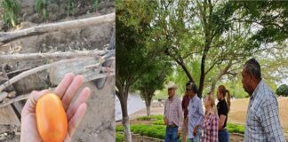 Dejan huertos urbanos más de una tonelada de productos