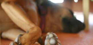 Quedan perros a la deriva tras fuga de reos del CERESO