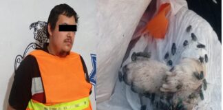 Preparan multas para empresa y hombre que tenían 118 perros muertos