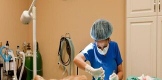 Buscan esterilizar a 5 mil mascotas este 2023