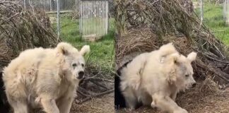 Vídeo: oso despertando de su hibernación