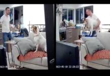 Video: perrito se vuelve viral en TikTok por su reacción tras un sismo