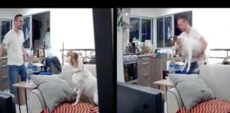 Video: perrito se vuelve viral en TikTok por su reacción tras un sismo