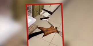 Vídeo: Ardilla finge su propia muerte y las redes sociales le dan el Óscar