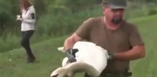 Vídeo: Aves se drogan en campos de amapola