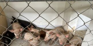 Resguarda RAMM 64 animales de granja incautados por la FGR