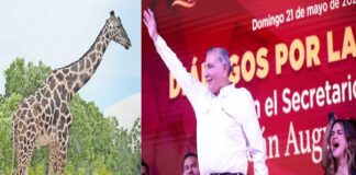 DESENTUERTOS: FILTRAN QUE LA JIRAFA BENITO SE LA REGALÓ ADÁN A ANDREA CHÁVEZ