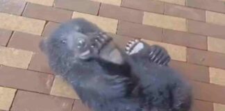 Vídeo: Oso combate temperatura con manguera de agua