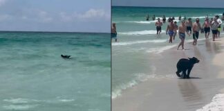 Vídeo: Oso sorprende al estar en una playa de Florida