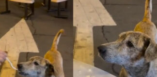 Video: Perrito callejero llora al recibir comida