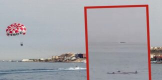 Vídeo: Hombre muere al ser ‘comido’ por un tiburón