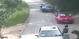 VIDEO: Mujer insiste en manejar en safari y tigre la ataca; rescatista muere al salvarla