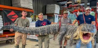 Capturan en Misisipi colosal caimán de casi 400 kilos