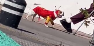 Perro pasea con disfraz de ‘El Chapulín Colorado’