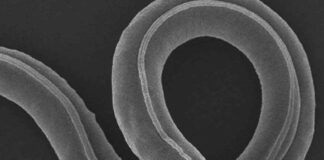 Gusano de la Edad de Hielo revive tras permanecer congelado por 46 mil años