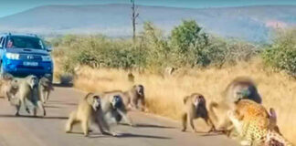 Video: Leopardo ataca a una banda de babuinos y se lleva una paliza