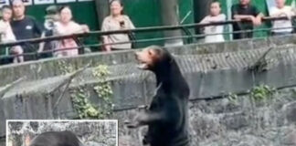 Zoológico chino niega que uno de sus osos sea un humano disfrazado