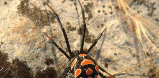 Niño se deja picar por viuda negra para ser Spider-Man