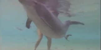 Vídeo: Fascinante nacimiento de un delfín captado
