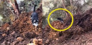 Video: Perro queda atrapado en deslave de cerro
