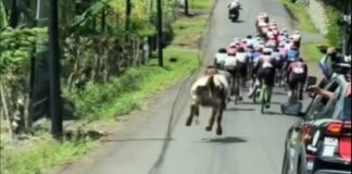 Vídeo: Una vaca se mete a competir a una carrera ciclista en Costa Rica