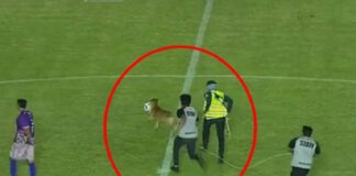 Perro regatea en la cancha