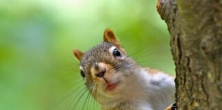 Vídeo: Joven presume su amistad con una ardilla