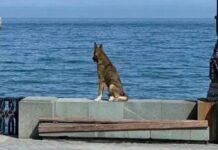 Muere Mukhtar, ‘Hachiko de Crimea’, el perrito que esperó a su dueño por 12 años