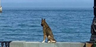 Muere Mukhtar, ‘Hachiko de Crimea’, el perrito que esperó a su dueño por 12 años