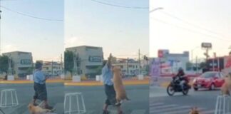 Vídeo: Perrito malabarista enamora en calles de Monterrey al trabajar con su dueño