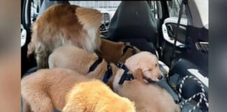 Denuncian muerte de perros en escuela de adiestramiento en NL