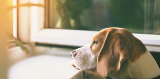 ¿Cuánto tardaría tu perro en olvidarte? Te lo decimos