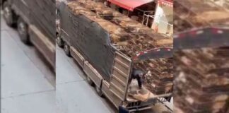 En China descargan jaulas con perros para su venta en mercado de carne