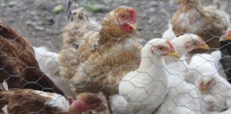 Creadores de la oveja Dolly logran que pollos no se contagien de gripe aviar