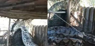 Vídeo: Captan a serpiente gigante afuera de una casa