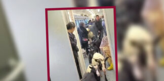 Vídeo: Cabras se suben como ‘pasajeros’ en un tren