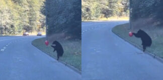 VIDEO: Un oso bebé juega con un globo y para el tráfico