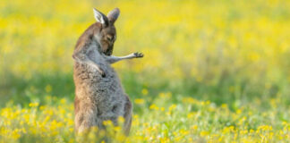 Un canguro guitarrista gana el premio a mejor foto cómica de la vida silvestre