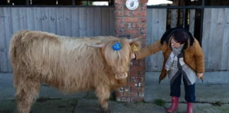 ¡Contra el estrés! Ganaderos ingleses ofrecen a turistas sesiones de caricias a sus vacas