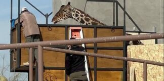 En camino Jirafa ‘Benito’ rumbo a Africam Safari en Puebla