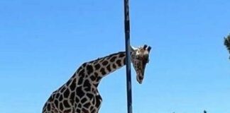 ¡Adiós Benito! Retirarán jirafa del Parque Central