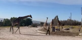 Conoció Benito a su nueva familia en Africam Safari