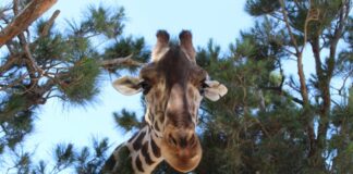 MORENA guardó silencio ante trabas de Profepa para el traslado de Benito: Isela Martínez